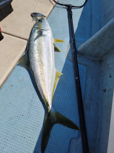 ヒラマサの釣果