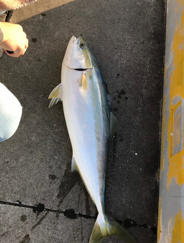 メジロの釣果