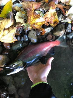 ヒメマスの釣果