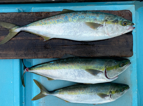 ヤズの釣果