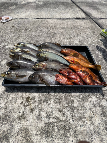 イサキの釣果