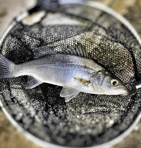 ヒラスズキの釣果