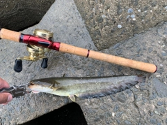 ニホンナマズの釣果