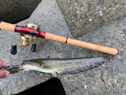 ニホンナマズの釣果