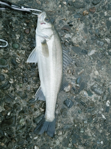 スズキの釣果