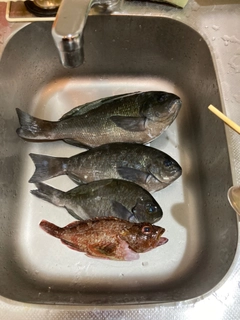 メジナの釣果