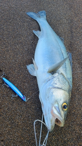 スズキの釣果