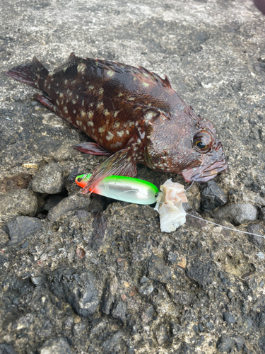 カサゴの釣果