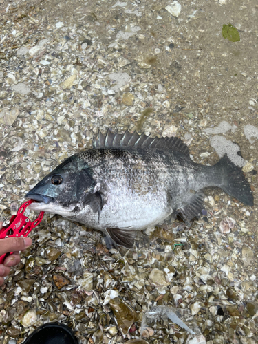 チヌの釣果