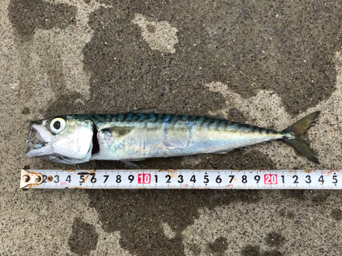 サバの釣果