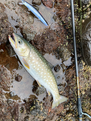 アメマスの釣果