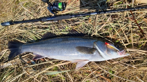 スズキの釣果