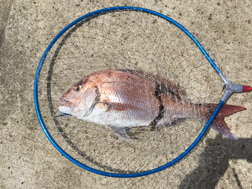 タイの釣果