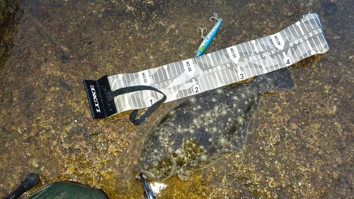 ヒラメの釣果