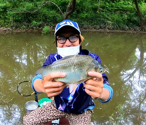 ヘラブナの釣果