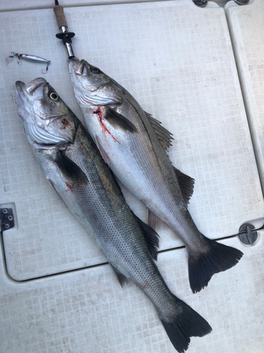 シーバスの釣果