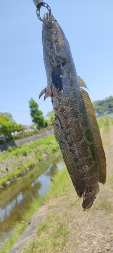 ライギョの釣果