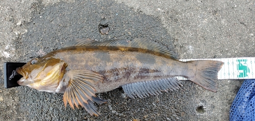 アイナメの釣果