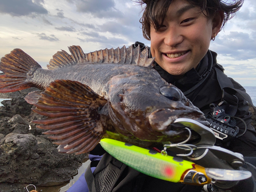 クロソイの釣果