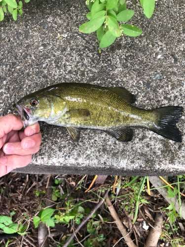 スモールマウスバスの釣果