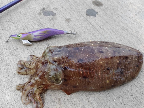 イカの釣果