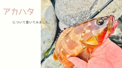 アカハタの釣果