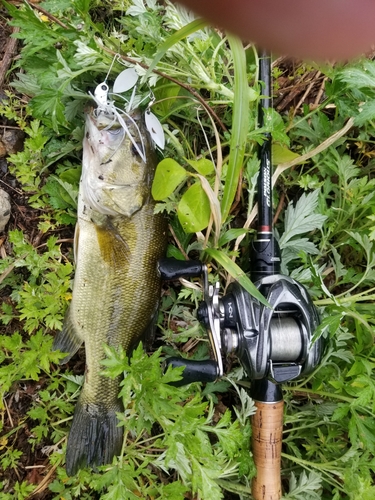 ラージマウスバスの釣果