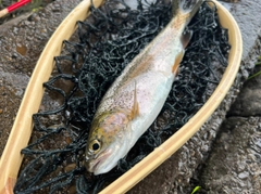 ニジマスの釣果