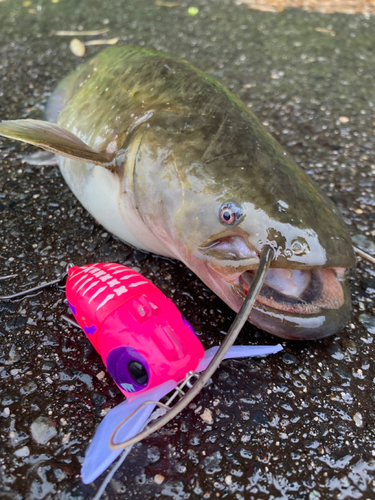 ナマズの釣果