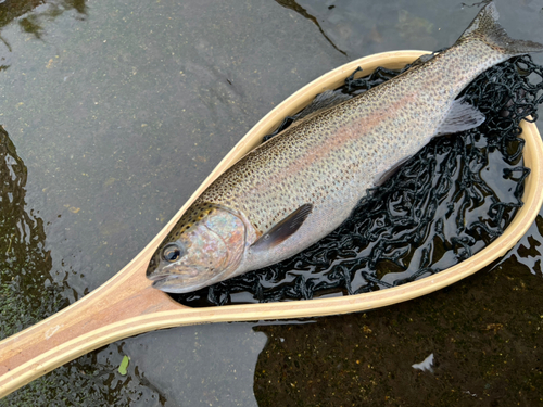 ニジマスの釣果