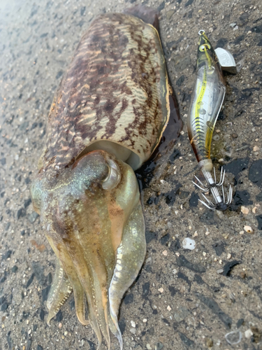 ハリイカの釣果