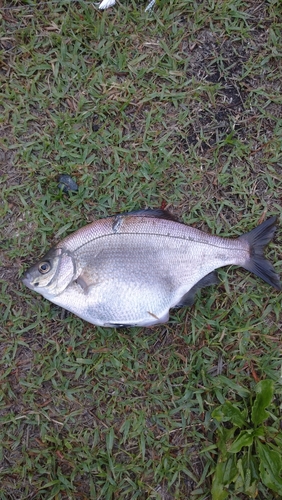 ウミタナゴの釣果