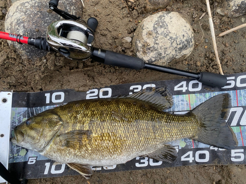 スモールマウスバスの釣果