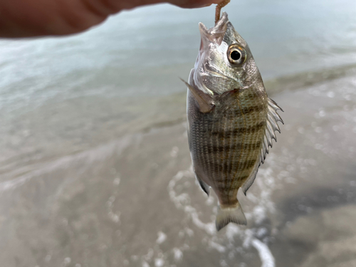 フグの釣果