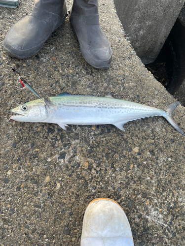 サゴシの釣果