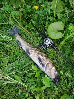 ニゴイの釣果