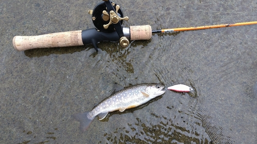 イワナの釣果