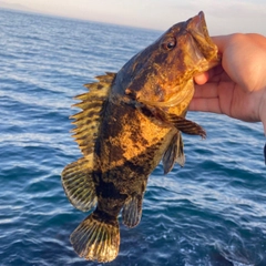 ベッコウゾイの釣果