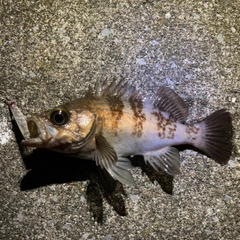 メバルの釣果