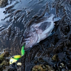 クロソイの釣果