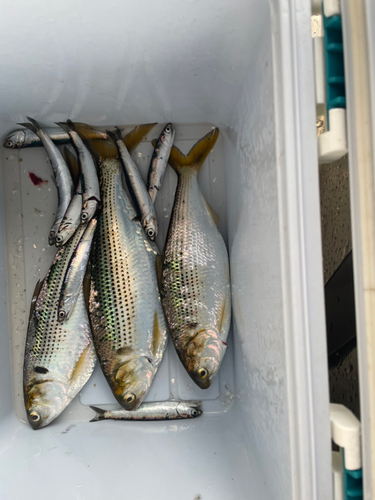 コノシロの釣果