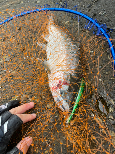 サクラマスの釣果