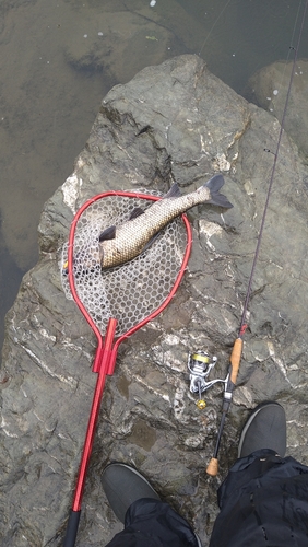 ニゴイの釣果