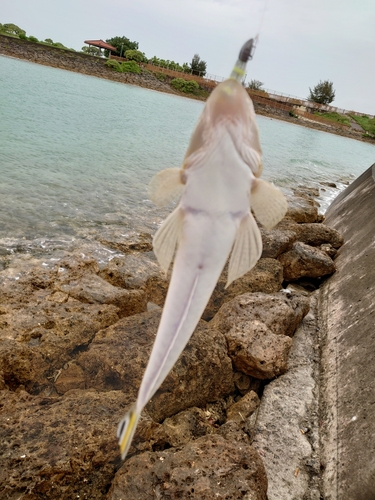 ミナミマゴチの釣果