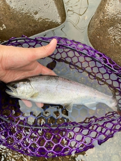 ヤマメの釣果