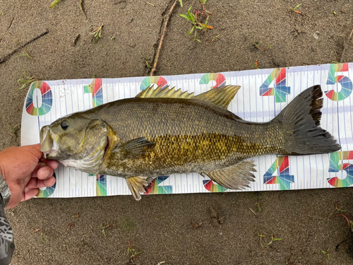 スモールマウスバスの釣果