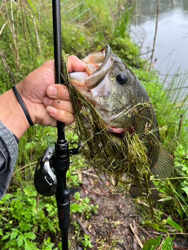 ブラックバスの釣果