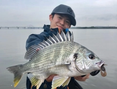 キチヌの釣果