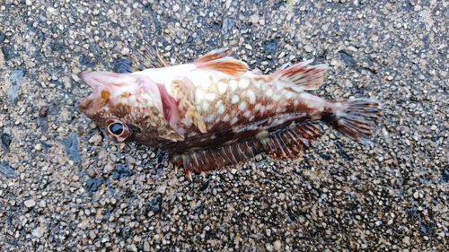 カサゴの釣果