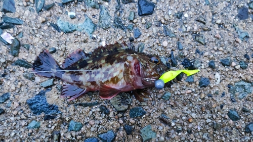 カサゴの釣果